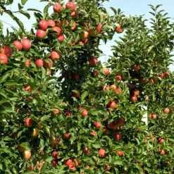 Outlet Æbletræ - Sæt med 6 - Malus - Højde 60-70cm - ⌀9cm Træ