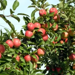 Outlet Æbletræ - Sæt med 6 - Malus - Højde 60-70cm - ⌀9cm Træ