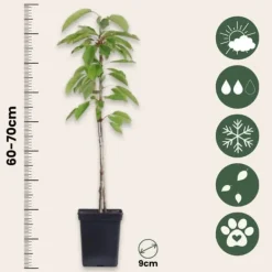 Outlet Æbletræ - Sæt med 6 - Malus - Højde 60-70cm - ⌀9cm Træ