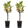 Træ^Æbletræ - Sæt med 2 - Malus - Højde 60-70cm - ⌀17cm