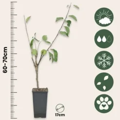 Træ^Æbletræ - Sæt med 2 - Malus - Højde 60-70cm - ⌀17cm