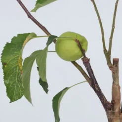 Træ^Æbletræ - Sæt med 2 - Malus - Højde 60-70cm - ⌀17cm