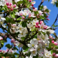 Træ^Æbletræ - Sæt med 2 - Malus - Højde 60-70cm - ⌀17cm