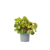 Krukkeplanter Indendørs^Blodblad - Iresine herbstii - Højde 20-30cm - ⌀13cm