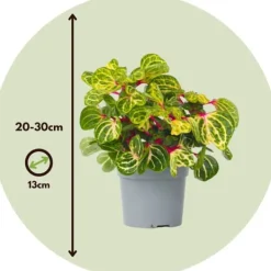 Krukkeplanter Indendørs^Blodblad - Iresine herbstii - Højde 20-30cm - ⌀13cm