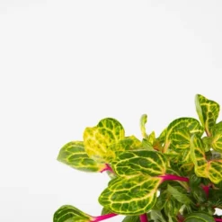 Krukkeplanter Indendørs^Blodblad - Iresine herbstii - Højde 20-30cm - ⌀13cm