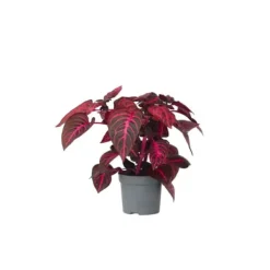 Krukkeplanter Indendørs^Blodblad - Iresine herbstii - Højde 20-30cm - ⌀13cm