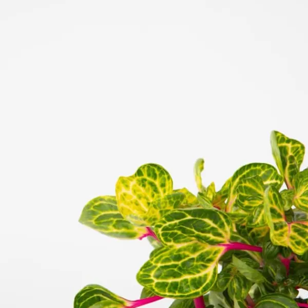 Hot Blodblad - Sæt med 2 - Iresine herbstii - Højde 20-30cm - ⌀13cm Krukkeplanter Indendørs