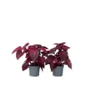 Best Blodblad - Sæt med 2 - Iresine herbstii - Højde 20-30cm - ⌀13cm Krukkeplanter Indendørs