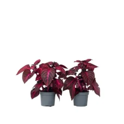 Best Blodblad - Sæt med 2 - Iresine herbstii - Højde 20-30cm - ⌀13cm Krukkeplanter Indendørs