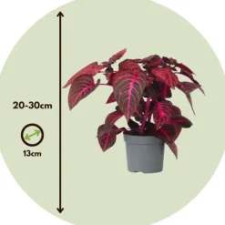 Best Blodblad - Sæt med 2 - Iresine herbstii - Højde 20-30cm - ⌀13cm Krukkeplanter Indendørs