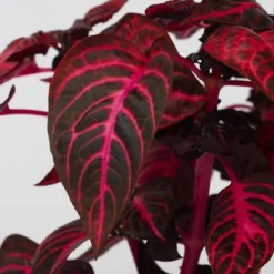 Best Blodblad - Sæt med 2 - Iresine herbstii - Højde 20-30cm - ⌀13cm Krukkeplanter Indendørs