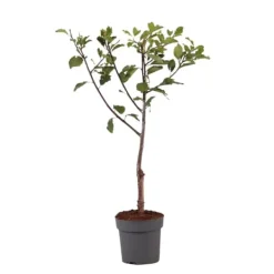 Outlet Blommetræ - Prunus domestica 'Opal' - Højde 90-100cm - ⌀21cm Træ