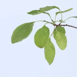 Outlet Blommetræ - Prunus domestica 'Opal' - Højde 90-100cm - ⌀21cm Træ