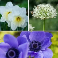 Best Blomsterløg - 35 stk - Sunny Garden Box - Anemone, Allium, Påskelilje Frø