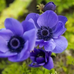 Best Blomsterløg - 35 stk - Sunny Garden Box - Anemone, Allium, Påskelilje Frø