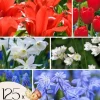 Blomsterløg fra Holland - Sæt med 125 - Flerfarvet Frø