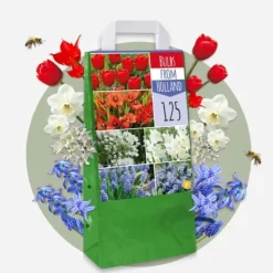 Blomsterløg fra Holland - Sæt med 125 - Flerfarvet Frø