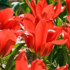 Blomsterløg fra Holland - Sæt med 125 - Flerfarvet Frø