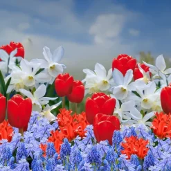 Hot Blomsterløg fra Holland - Sæt med 250 - Flerfarvet Frø