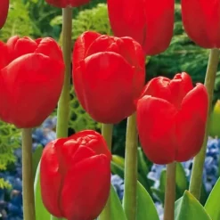 Hot Blomsterløg fra Holland - Sæt med 250 - Flerfarvet Frø