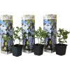 Blyrod - Sæt med 3 - Plumbago auriculata - Højde 25-40cm - ⌀9cm Haveplanter