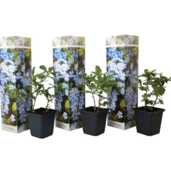 Blyrod - Sæt med 3 - Plumbago auriculata - Højde 25-40cm - ⌀9cm Haveplanter