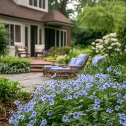 Blyrod - Sæt med 3 - Plumbago auriculata - Højde 25-40cm - ⌀9cm Haveplanter