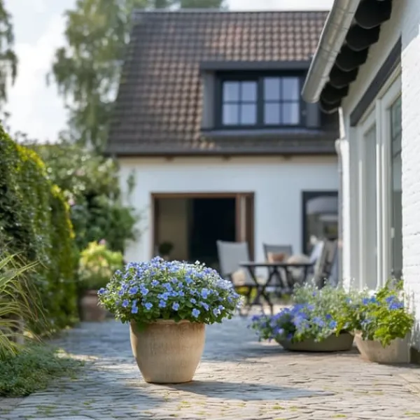 Blyrod - Sæt med 3 - Plumbago auriculata - Højde 25-40cm - ⌀9cm Haveplanter