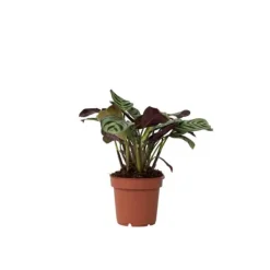 Krukkeplanter Indendørs^Bønneplante - Ctenanthe 'Amagris' - Højde 20-30cm - ⌀12cm