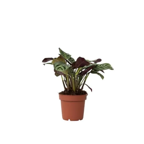 Krukkeplanter Indendørs^Bønneplante - Ctenanthe 'Amagris' - Højde 20-30cm - ⌀12cm