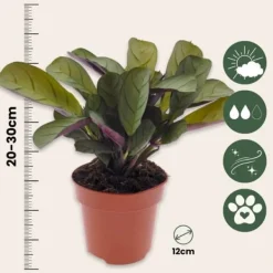 Krukkeplanter Indendørs^Bønneplante - Ctenanthe 'Amagris' - Højde 20-30cm - ⌀12cm