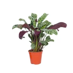Online Bønneplante - Ctenanthe 'burle-marxii' - Højde 25-40cm - ⌀12cm Krukkeplanter Indendørs