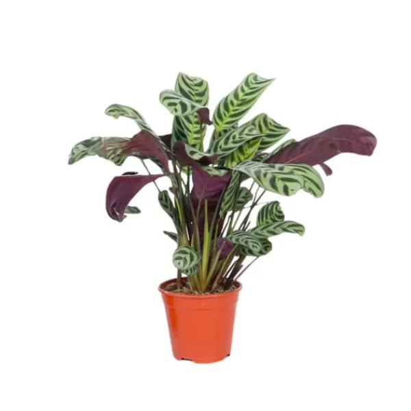 Online Bønneplante - Ctenanthe 'burle-marxii' - Højde 25-40cm - ⌀12cm Krukkeplanter Indendørs