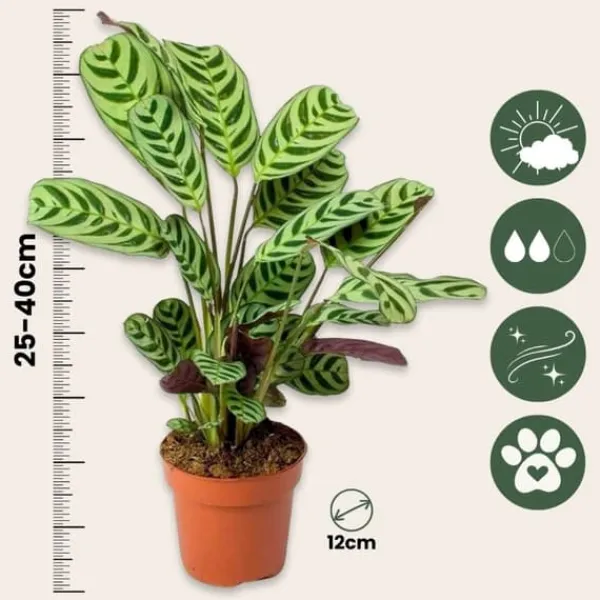 Online Bønneplante - Ctenanthe 'burle-marxii' - Højde 25-40cm - ⌀12cm Krukkeplanter Indendørs