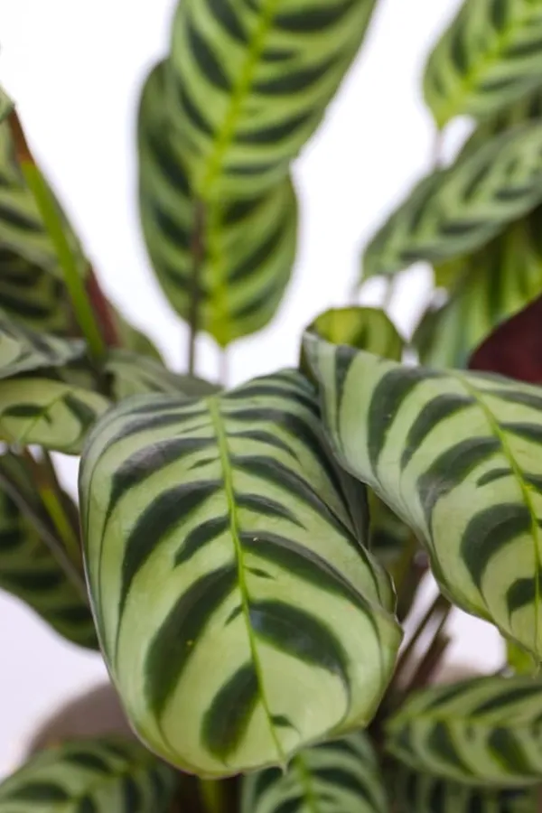 Online Bønneplante - Ctenanthe 'burle-marxii' - Højde 25-40cm - ⌀12cm Krukkeplanter Indendørs