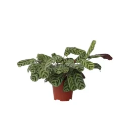 Krukkeplanter Indendørs^Bønneplante - Ctenanthe 'burle-marxii' - Højde 30-40cm - ⌀14cm