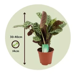 Krukkeplanter Indendørs^Bønneplante - Ctenanthe 'burle-marxii' - Højde 30-40cm - ⌀14cm