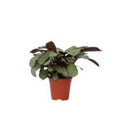 Krukkeplanter Indendørs^Bønneplante - Ctenanthe burle-marxii 'Amagris' - Højde 25-35cm - ⌀14cm