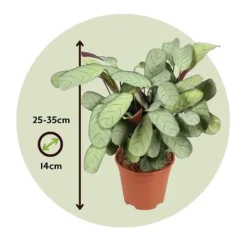 Krukkeplanter Indendørs^Bønneplante - Ctenanthe burle-marxii 'Amagris' - Højde 25-35cm - ⌀14cm