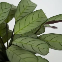 Krukkeplanter Indendørs^Bønneplante - Ctenanthe burle-marxii 'Amagris' - Højde 25-35cm - ⌀14cm