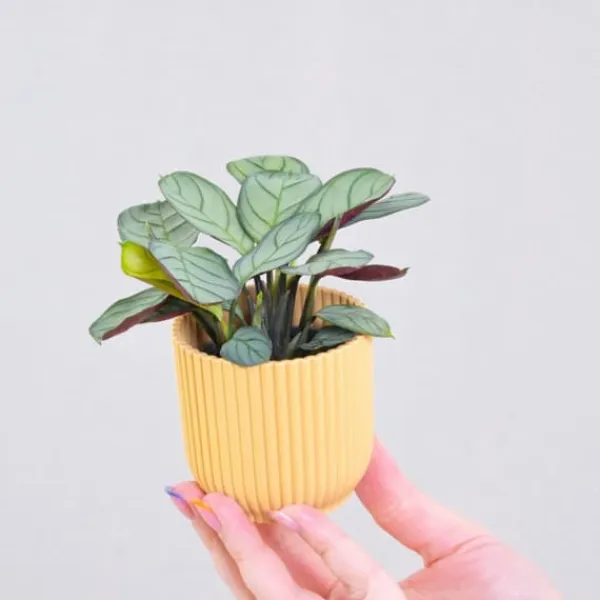 Hot Bønneplante - Sæt 2 - Ctenanthe Burle-Marxii 'Amagris' - Højde 25-35cm - ⌀14cm Krukkeplanter Indendørs