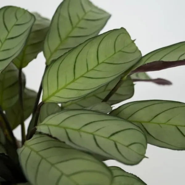Hot Bønneplante - Sæt 2 - Ctenanthe Burle-Marxii 'Amagris' - Højde 25-35cm - ⌀14cm Krukkeplanter Indendørs