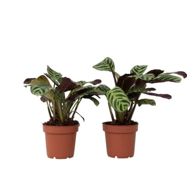 Krukkeplanter Indendørs^Bønneplante - Sæt med 2 - Ctenanthe 'Amagris' - Højde 20-30cm - ⌀12cm