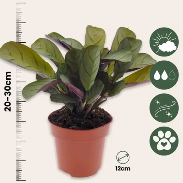 Krukkeplanter Indendørs^Bønneplante - Sæt med 2 - Ctenanthe 'Amagris' - Højde 20-30cm - ⌀12cm