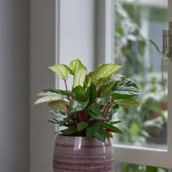 Krukkeplanter Indendørs^Bønneplante - Sæt med 2 - Ctenanthe 'Amagris' - Højde 20-30cm - ⌀12cm