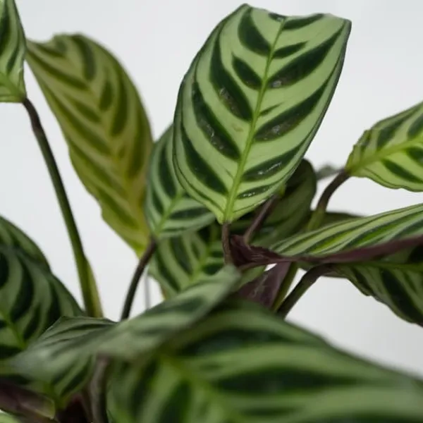Krukkeplanter Indendørs^Bønneplante - Sæt med 2 - Ctenanthe 'Amagris' - Højde 20-30cm - ⌀12cm