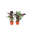 Sale Bønneplante - Sæt med 2 - Ctenanthe 'burle-marxii' - Højde 25-40cm - ⌀12cm Krukkeplanter Indendørs