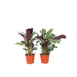 Sale Bønneplante - Sæt med 2 - Ctenanthe 'burle-marxii' - Højde 25-40cm - ⌀12cm Krukkeplanter Indendørs