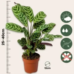 Sale Bønneplante - Sæt med 2 - Ctenanthe 'burle-marxii' - Højde 25-40cm - ⌀12cm Krukkeplanter Indendørs
